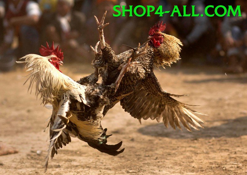 Đá Gà Trực Tiếp - Trải nghiệm tuyệt vời