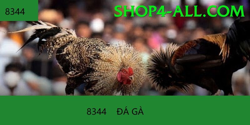 Đá Gà Trực Tiếp - Ưu đãi đặc biệt